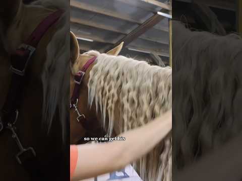 My Horse's Hair