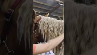 My Horses Hair Care Routine