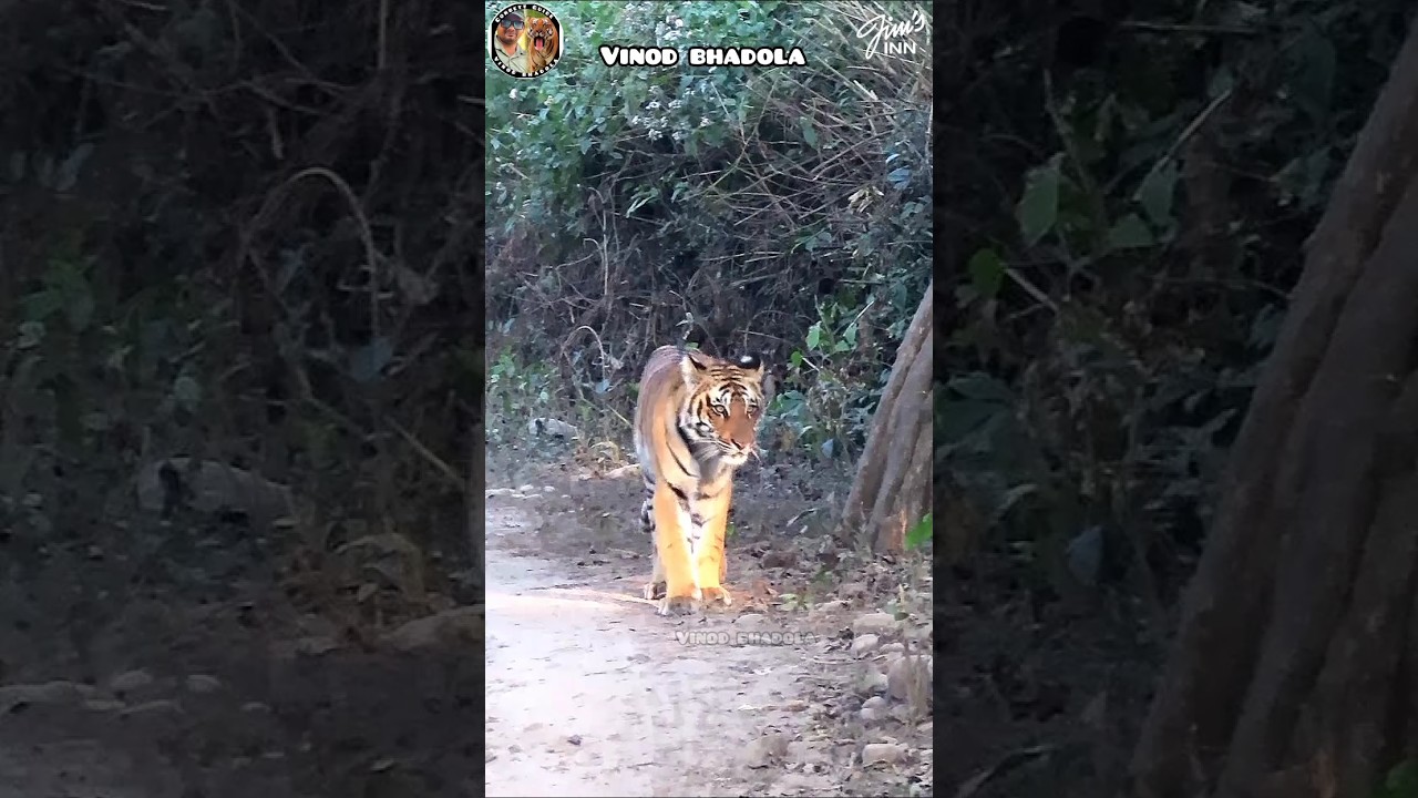 Junior ped wali in bold style 😍 