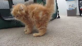 Persian Cats Sale in Perris, CA