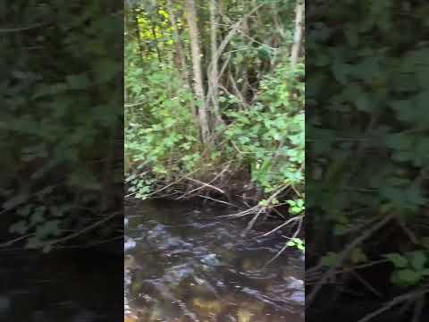 Calming with Forest