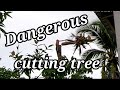 Dangerous cutting coconut tree without any safety harness and use only long knife