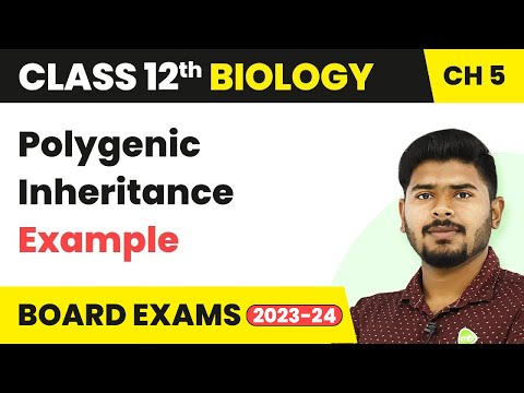 पॉलीजेनिक वंशानुक्रम का उदाहरण - वंशानुक्रम और भिन्नता के सिद्धांत | कक्षा 12