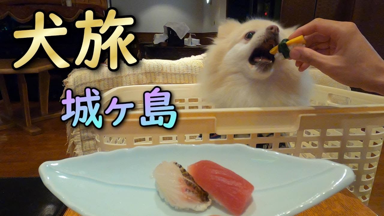 【犬と旅行】ワンコの為の握り寿司を城ヶ島で食べる。宿泊するのはカーロフォレスタ城ヶ島遊ヶ崎ベース。神奈川県三浦半島の末端でのんびり過ごす、ポメの旅。【城ヶ島後編】