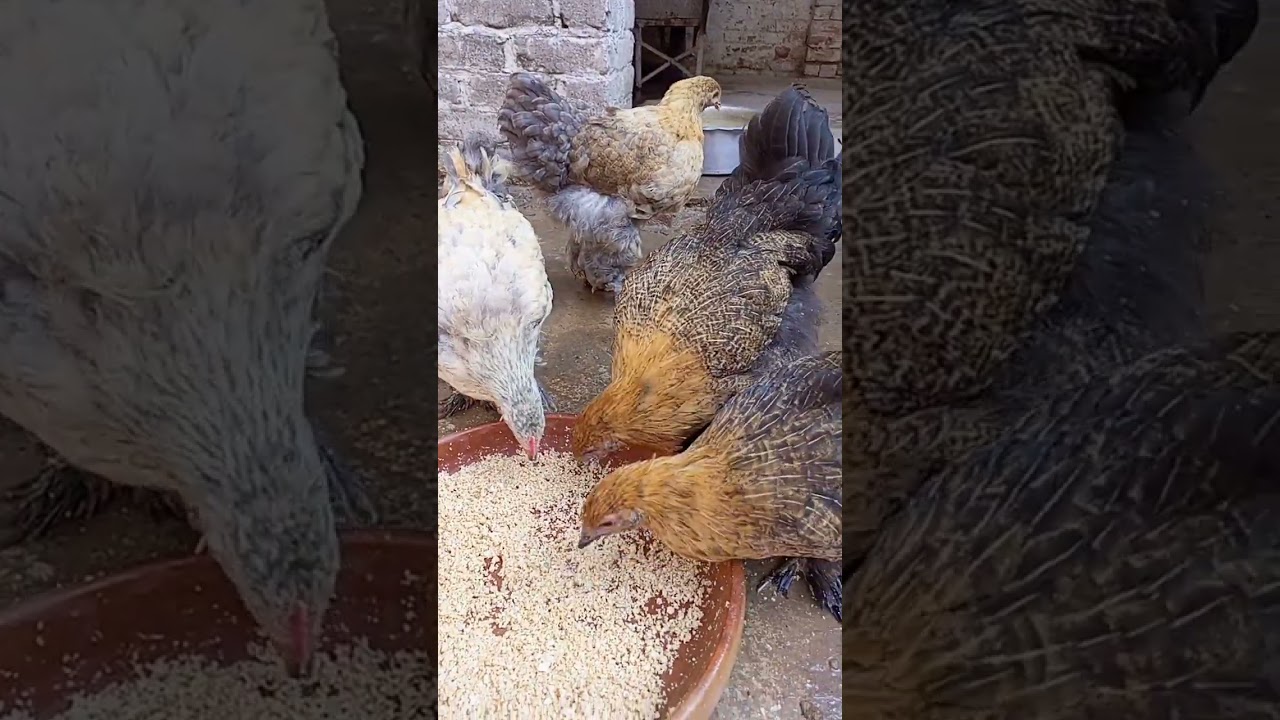 Heavy buff Hen || White silky chicks | Peshawar poultry