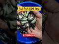 katla fish seed Naihati Rajendrapur fish market new video 2026 #naihati #fishmarket