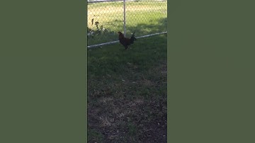 Thumbnail of Mi GALLO Cantante #shortvideo