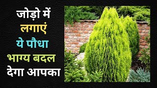 सौभाग्यवर्धक होता है मोरपंखी का पौधा | MORPANKHI PLANT | THUJA PLANT | मोरपंखी का पौधा कैसे लगाएं