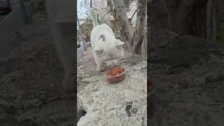 Evden Atılanlar I लल Şfet