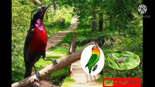 Download Lagu Pancingan Konin isian Love Bird \u0026 Ciblek MP3