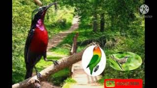 Pancingan Konin isian Love Bird & Ciblek