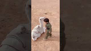 Baby Camel And Boy