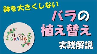 【実践解説】鉢を大きくしない！バラの植え替え方法！