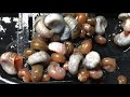 Easy Snail Collector from Aquarium Co-op: Time Lapse