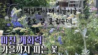 타오르는 여름 장마철을 이겨내는 미친개화력 !가을까지 오래오래 피는 꽃 / 화려한 여름정원 Best 정원식물 /생명력 가성비 최고 여름꽃 가을꽃 /정원가꾸기