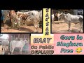 Saksarhaat mei goru free  full singhara kachori ka chakallas  cowsofkolkata  mamalog ka moj