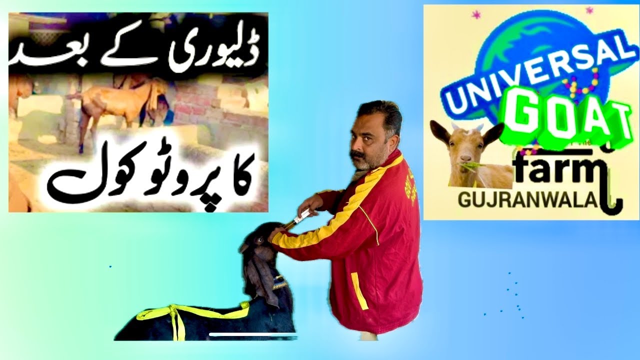 Goat protocol after delivery ||بکری کی ڈیلیوری کے بعد پروٹوکول|| soney ky bad bakri ki safai