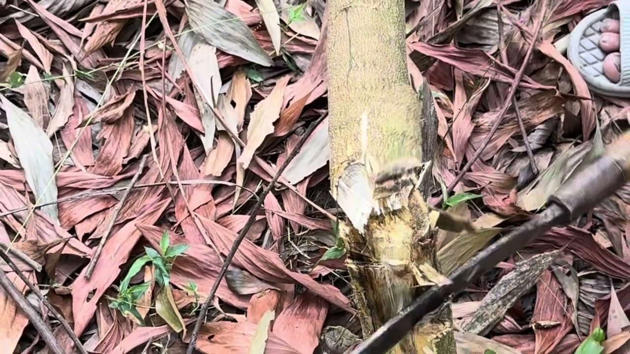 Biện pháp phòng chống bệnh chết héo cây keo