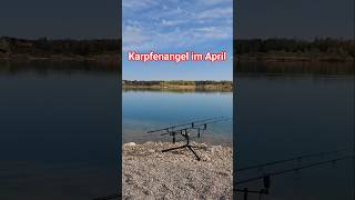 1,17 m GRASER #carpfishing #angeln #livefishing #fischkeks #youtubeshorts #april #karpfenangeln