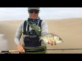 Fly fishing for Surf Perch