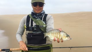 Fly fishing for Surf Perch
