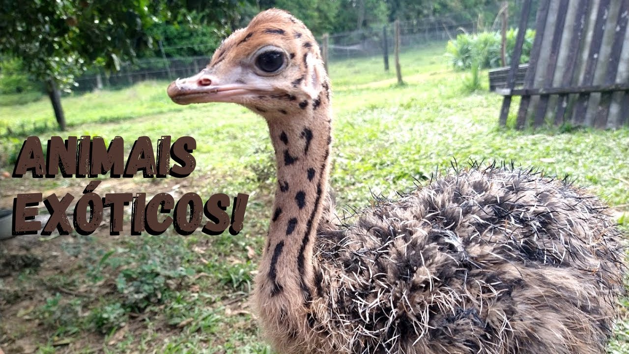 Vamos começar a criar avestruz? Visita CB Aves Ornamentais | Coração Campeiro