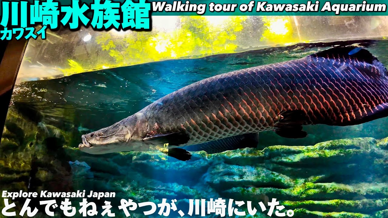 🐟【4K.川崎水族館】世界最大の淡水魚が泳ぐカワスイをぐるっとご案内【淡水魚ピラルク|行き方アクセス|川崎駅】Walking tour of KawasakiAquarium.JapanTravel