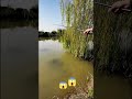 এমন মাছ ধরা আগে দেখিনি 😱Mach dhorar technique|hook fishing #fishing #ytshorts #shorts
