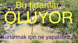 Bu Fidanlar Ölüyor. Boğuluyor.kurtarılabilir Mi ? Ne Yapılabilir? Cevizadam Ahmet