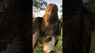 Buse variable blessée - le jardin de la 2nde chance - propriétaire Fabrice Chanson