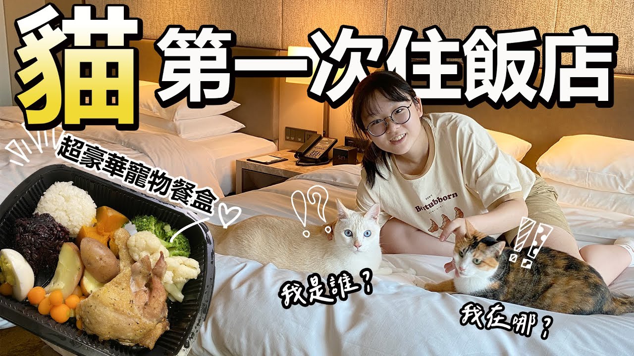 【Vlog】第一次帶貓住飯店 妞妞居然吃掉貓食 台北六福萬怡酒店[NyoNyoTV妞妞TV]