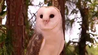 Jeffs Animal Adventures tv Series 5 episode 17