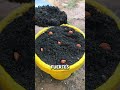 Cómo cultivar almendras en casa paso a paso 🌰🔥
