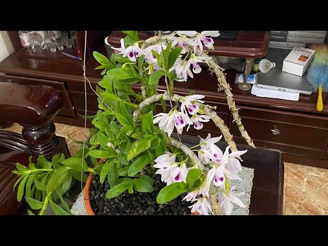 Video LINH MY BÁN ÁM ĐỊCH QUẢ LÁ NHỰA- CLCP ĐANG NỤ - NH28... - youtube