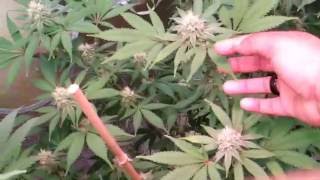 S6: Ep.4 Emerald Harvest & Kanna Genetics Grow Day 31 Of Flower