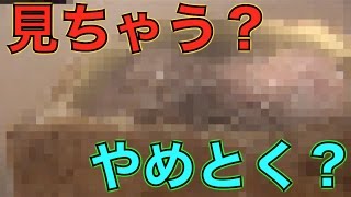 【閲覧注意】ウジ虫のモザイク無し映像解禁…2016年11月NG集２