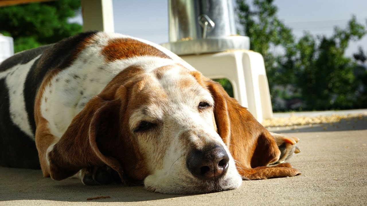 Trimming Nails On Basset Hounds Reference: Basset Hound Nail Trimming A How To Guide