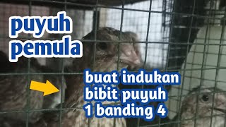 Cara membuat indukan bibit  puyuh pemula 200 ekor