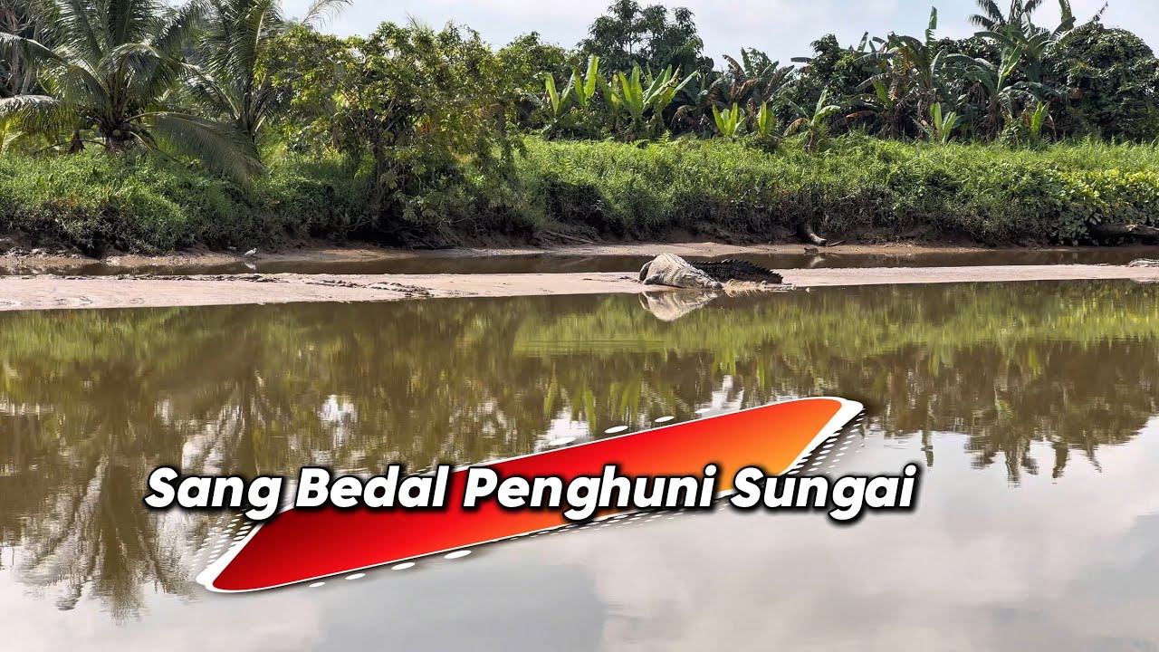 MENCARI REZEKI DI SUNGAI BANYAK BUAYA // TALI RAWAI PATIN DI TARIK KUAT PENGHUNI SUNGAI // 