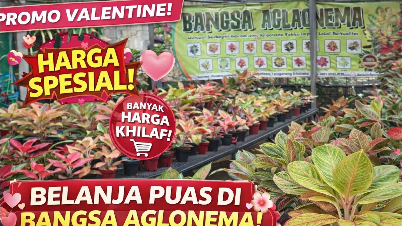 AGLONEMA DENGAN KUALITAS TERBAIK ADA DISINI!!!!