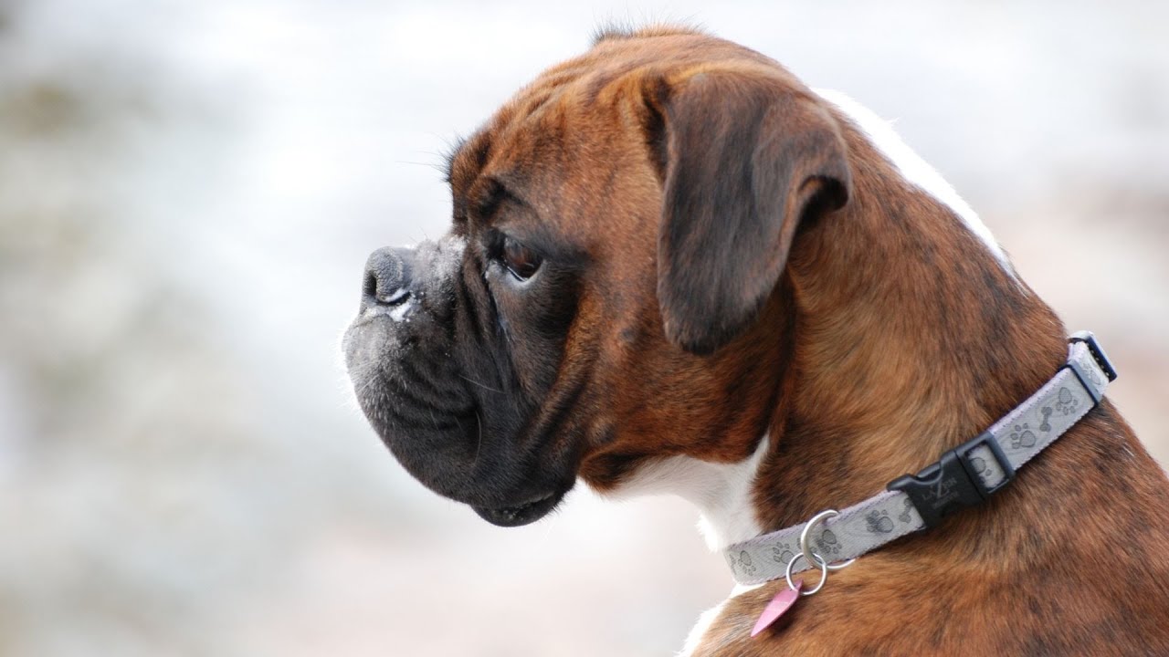Boxer Dog Barking How to Stop Excessive Barking - YouTube