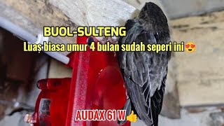 LUAR BIASA UMUR 4 BULAN KOTORAN & SARANG MERATA😍 BUOL-SULAWESI TENGAH !! AUDAX MELEDAKK👍👍