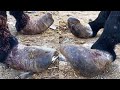12 years of pain donkeys hooves rolled in 2 circles and tortureddonkey hoof savior