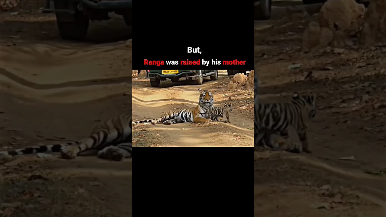 The story of the greatest tiger cubs in the history 