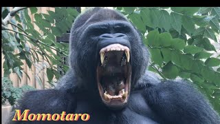 【Kyoto】Gorilla⭐️ Kintaro protected his mom⁉︎〜Momotaro got angry ‼︎4