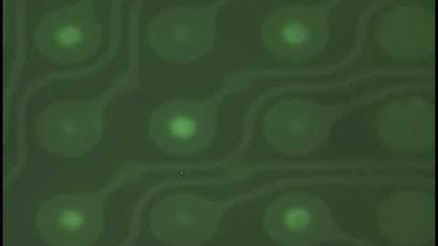 New Seminar DNA Balls 011008