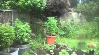 this plants only GONNA BE FED BLACKGOLD THE WHOLE TIME!