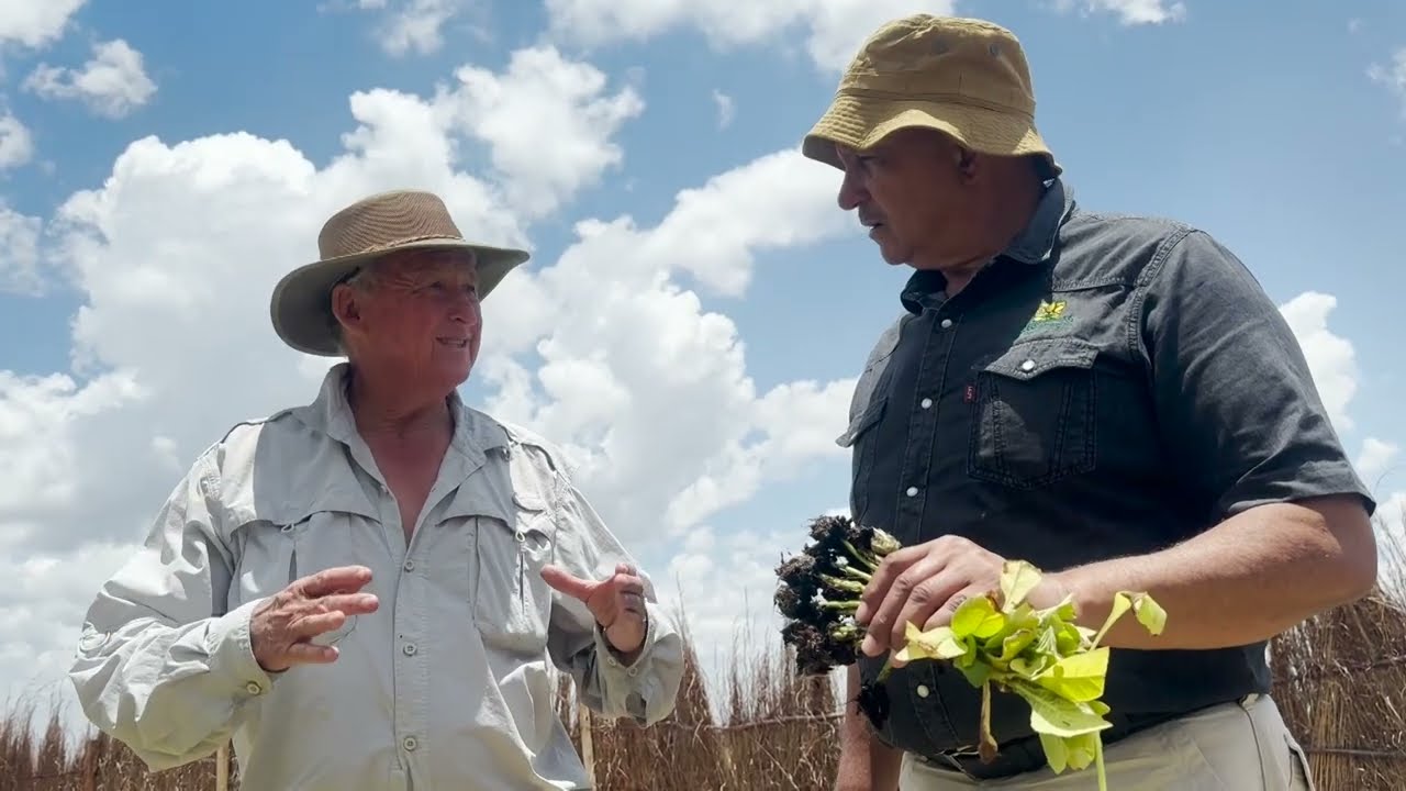 Методы выращивания табака для повышения урожайности