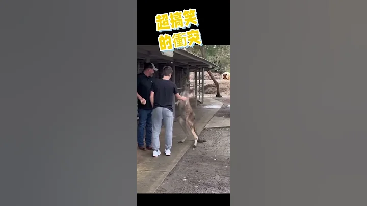 超搞笑，人和动物打起来了 - 天天要闻