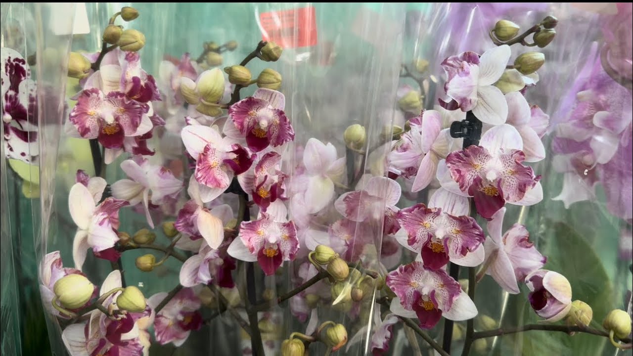 Ох и Ах ! Обзор Орхидей! (Одесса садовый центр )